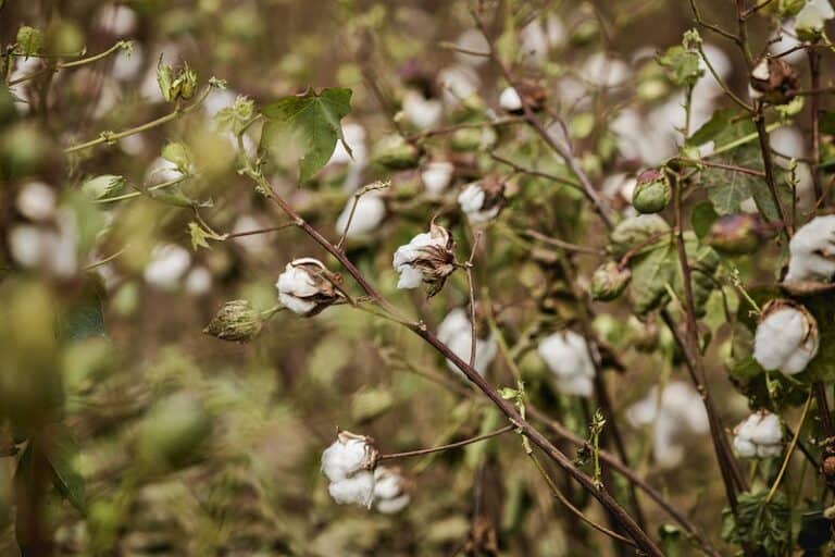 Organic cotton on cotton plant.