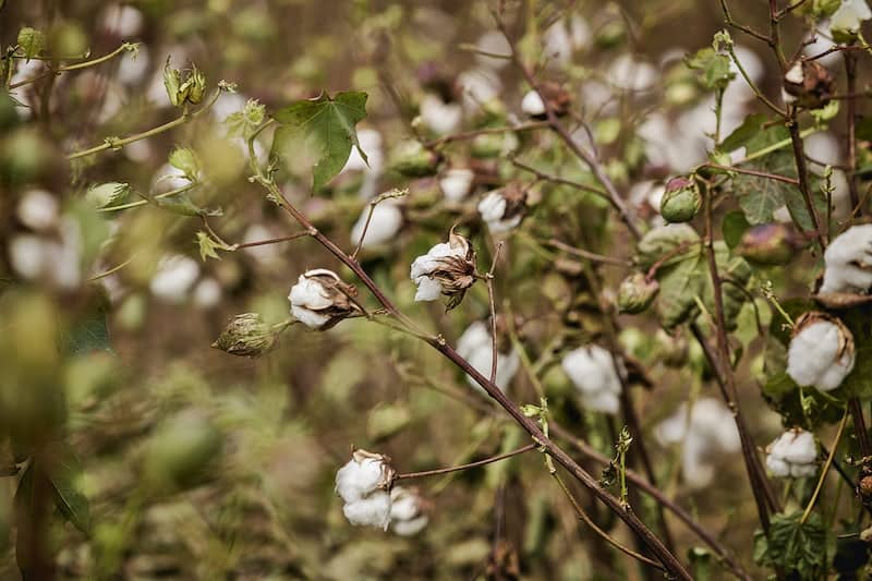 Organic cotton on cotton plant. 
